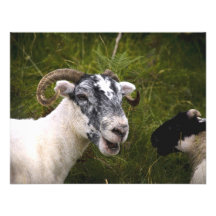 Ewe Card / Invitation
