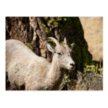 Ewe Post Cards