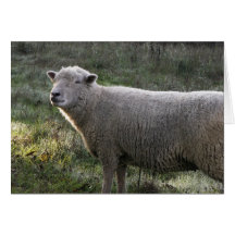 Ewe's so Sweet! Greeting Card