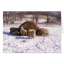 Ewe's Very Fluffy! Card
