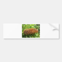 Exmoor seed cone 1 bumper sticker