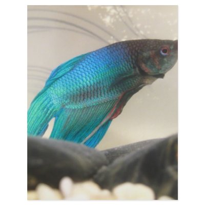 Exotic Betta Fish Closeup by NatureCraze