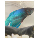 Exotic Betta Fish Closeup