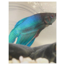 Exotic Betta Fish Closeup