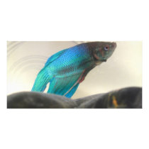 Exotic Betta Fish Closeup