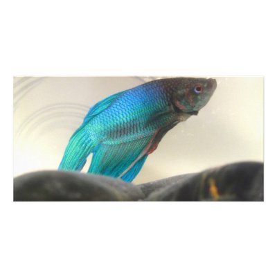 Exotic Betta Fish Closeup by NatureCraze