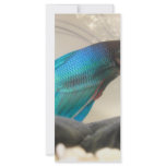 Exotic Betta Fish Closeup