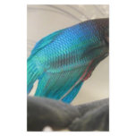 Exotic Betta Fish Closeup