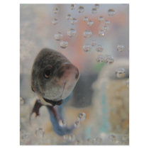 Exotic Betta Fish Looking At me Custom Flyer