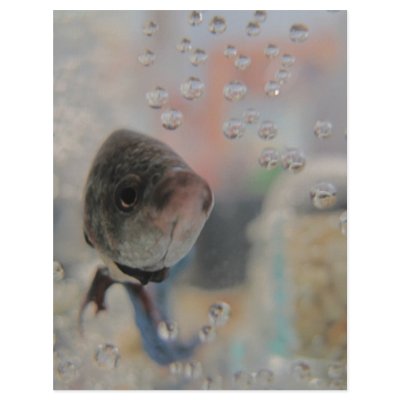Exotic Betta Fish Looking At me Letterhead Template by NatureCraze