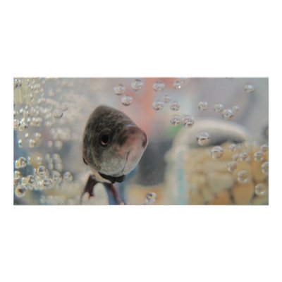 Exotic Betta Fish Looking At me Photo Card by NatureCraze