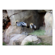 Exotic Birds Card