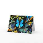 Exotic Butterflies cards