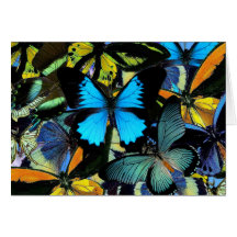 Exotic Butterflies Card