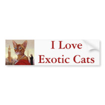 Exotic Cat 1