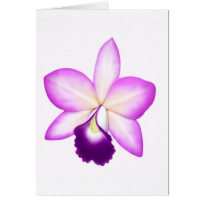 Exotic Cattleya Orchid Flower Greeting Cards by twopurringcats