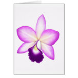 Exotic Cattleya Orchid Flower cards