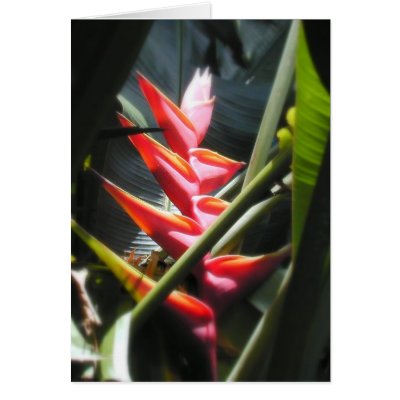 Exotic Flower Bird of Paradise Card by Steve_Martin
