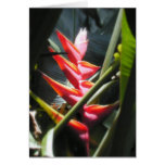 Exotic Flower Bird of Paradise cards
