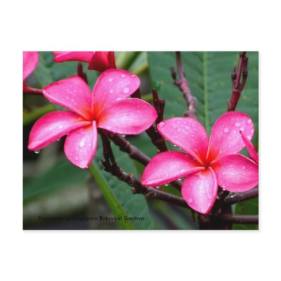 Exotic Flowers, Frangipani at Singapore Botanic... Post Card by JL_Hawkins
