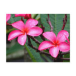 Exotic Flowers, Frangipani at Singapore Botanic... postcards