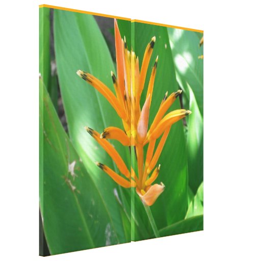 Exotic Heliconia Flower Stretched Canvas Print