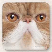 Exotic Shorthair (2,5 years old) Beverage Coaster