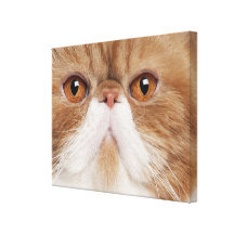 Exotic Shorthair (2,5 years old) Gallery Wrapped Canvas