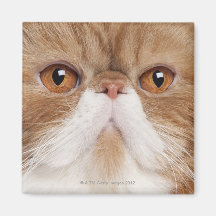 Exotic Shorthair (2,5 years old) Magnet