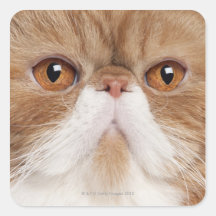 Exotic Shorthair (2,5 years old) Stickers