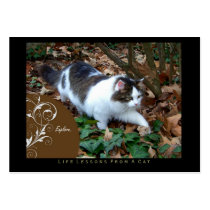 Explore Life Lessons From a Cat ACEO Art Cards