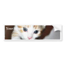 Exploring Kitten Bumper Stickers