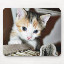 Exploring Kitten Mouse Pads