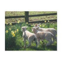 Exploring the Daffodils! three lambs on the run Postcard