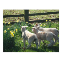 Exploring the Daffodils! three lambs on the run Postcard