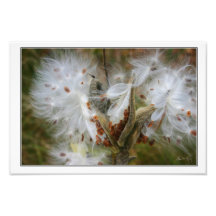 Explosion de Milkweed Photographie D’art