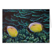 exquisite butterfly fish in coral card