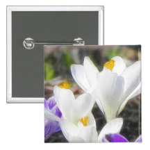 Exquisite White Crocuses Pinback Button