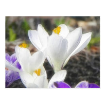 Exquisite White Crocuses Postcard