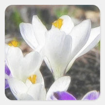 Exquisite White Crocuses Square Sticker