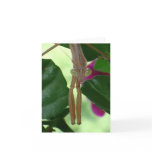 Exterminator Notecard