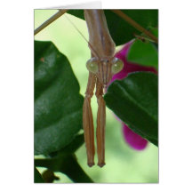 Exterminator Notecard