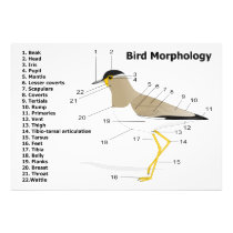 External Morphology of a Bird Vanellus Malabaricus Photo