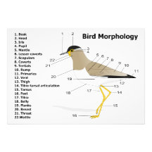 External Morphology of a Bird Vanellus Malabaricus Photo