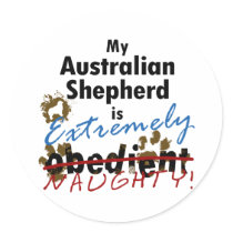 Extremely Naughty Australian Shepherd