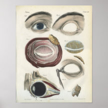 Eye Anatomy Print