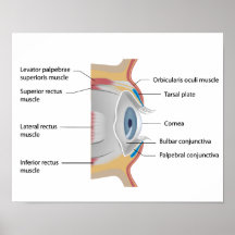 Eye conjunctiva anatomy Poster
