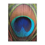 Eye of the Peacock Feather Close-Up postcards