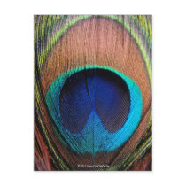 Eye of the Peacock Feather Close-Up