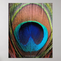 Eye of the Peacock Feather Close-Up